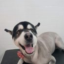 트루디독 이미지