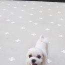 행복한요나네 이미지