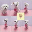 웃개살롱 이미지