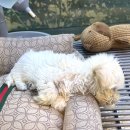 제주 애견 아가야 이미지