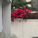 초여름 일상
