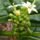 노니 [Noni (Morinda citrifolia)] 이미지