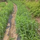 주촌농장 이미지