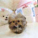 달링하이울산 이미지