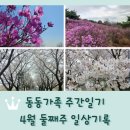 번개추어탕 | 주간일기 4월 둘째주 일상기록 / 가현산 진달래꽃 / 계양천 벚꽃길 / 영화 왕사남