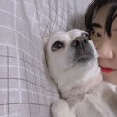 노모어피자삼양 이미지