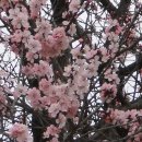 흑송농장 이미지