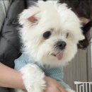 버드래미 이미지