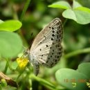 나비사랑 이미지