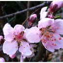 나의살던고향민박 이미지