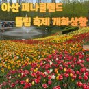 아산호식당 | 아산 피나클랜드 튤립·수선화 축제 실시간 개화 상황 | 주말 주차상황,관람 규정