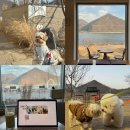 남양주 애견 동반 카페 [로이테] 북한강뷰 실컷 본 내돈내산 후기