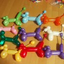 꽃보다 강쥐 이미지