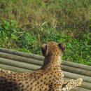 종기농장 | 서울대공원 동물원 - 아니 한국에도 이런 규모의 동물원이??