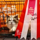 랙돌캐터리파이널돌 이미지