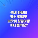 라벤더 이미지