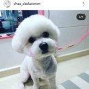 춘자네 개발바닥 이미지