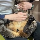 신길 온동물병원 이미지