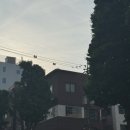 성수동 맛집 뜨리-콤보 :: 레터링 케이크 디어벌스데이 / 심퍼티쿠시 / 버틀러