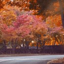 신월로(남측) Daum카페