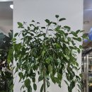 에프에이치 이미지