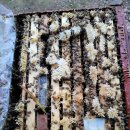 (주)포레스트바이오 이미지