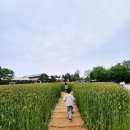 바닷가농원 | 고창 아이와 가볼만한 곳, 자연 속 힐링 명소 상하농원 다녀온 후기