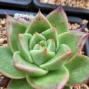 샐리가든 이미지