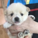 귀여워 강아지 이미지