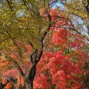 효자로 | 서울 은행나무 명소 경복궁 서촌 효자로 카멜커피 실시간