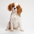 강아지영토 이미지