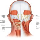 Re: 후두통(occipital neuralgia) 승모근 근막이 관여 2026 네이처 이미지