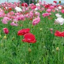 학산3리 이미지