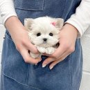 퍼피몽(애견분양) 이미지