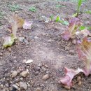 작은나무숲 이미지