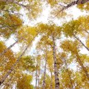 자작나무숲 이미지