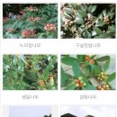 완도 맹선리 상록수림 이미지