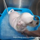 봉구애견미용샵 이미지