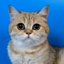 (주)반려동물 장례지원단 이미지