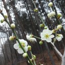 산중농원 Daum카페