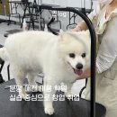 분당애견미용학원 실습 중심 바로 창업 취업 가능