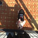 오키도기 이미지