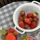 하늘의 별 | 안산/화성 딸기체험: 하늘의별딸기 체험후기