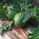 성내농장 이미지