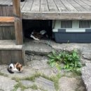 여주-0189 이미지