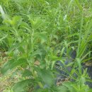 미실농장 이미지