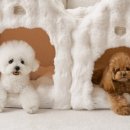 몽글몽글 펫 이미지