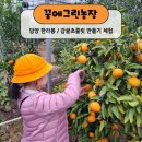 그린어린이집 | 담양 한라봉체험 꿈에그린농장 광주어린이집 체험활동 추천