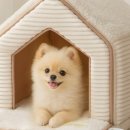 강아지집 이미지