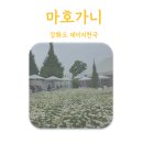 강화도 카페 마호가니 | 데이지 카페 + 꽃밭에서 사진찍는 법